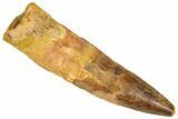 Fossil Spinosaurus Tooth - Real Dinosaur Tooth #365622-1